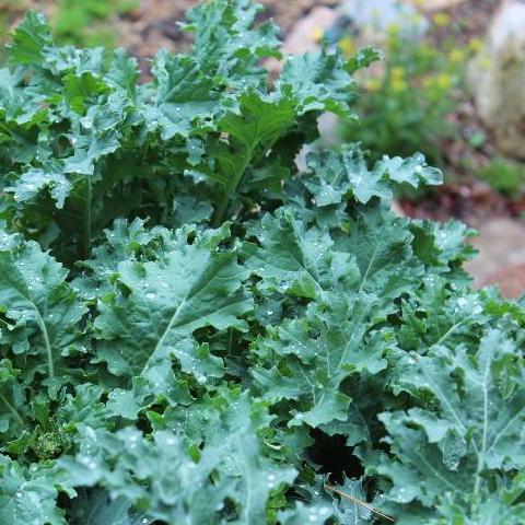 Kale Seeds - White Russian, ORGANIC - Sow True Seed