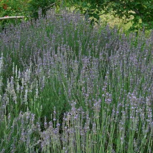 Lavender Seed, English (Vera) - Sow True Seed