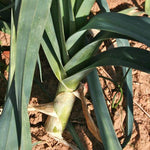 Leek - American Flag, ORGANIC - Sow True Seed