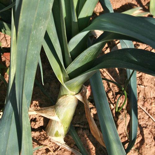Leek - American Flag, ORGANIC - Sow True Seed