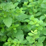 Lemon Balm Seed - Sow True Seed