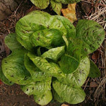 Lettuce Seeds - Freckles, ORGANIC - Sow True Seed