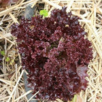 Lettuce Seeds - Lolla Rossa, Dark - Sow True Seed