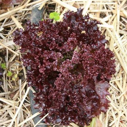 Lettuce Seeds - Lolla Rossa, Dark - Sow True Seed