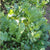 Lettuce Seeds - Herb Salad Mix, ORGANIC - Sow True Seed