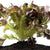 Lettuce Seeds - Red Salad Bowl, ORGANIC - Sow True Seed
