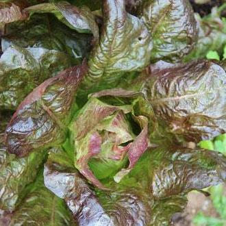 Lettuce Seeds - Rouge d'Hiver, ORGANIC - Sow True Seed