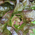 Lettuce Seeds - Rouge d'Hiver, ORGANIC