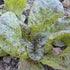 Lettuce Seeds - Speckled Amish Butterhead- ORGANIC