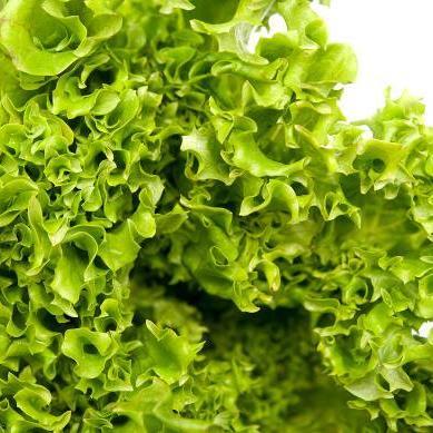 Lettuce Seeds - Tango - Sow True Seed