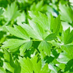 Lovage Seed - Sow True Seed