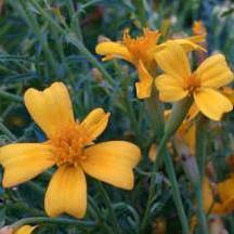 Marigold Seeds - Lemon Gem - Sow True Seed