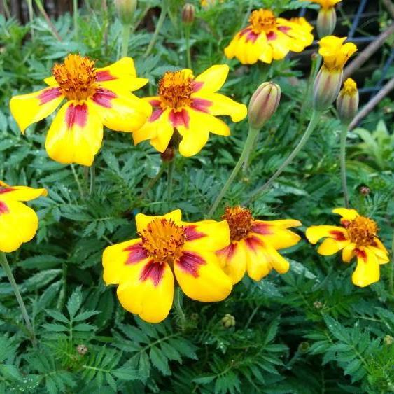 Marigold Seeds - Naughty Marietta - Sow True Seed