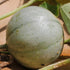 Melon Seeds - Charentais, ORGANIC