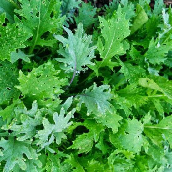 Mixed Greens - Spicy Mesclun Mix - Sow True Seed