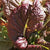 Mustard Greens - Giant Red - Sow True Seed