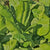 Mustard Greens - Tendergreen, ORGANIC - Sow True Seed