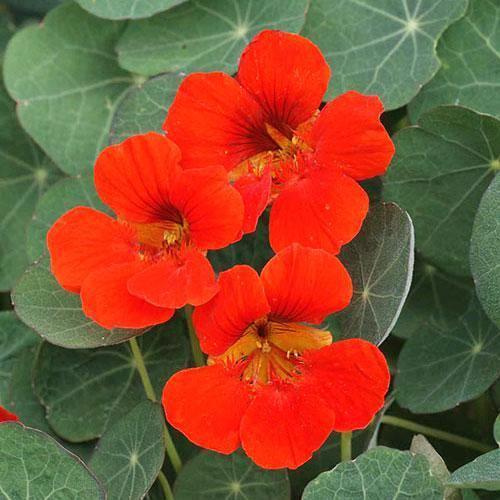 Nasturtium Seeds - Empress of India - Sow True Seed