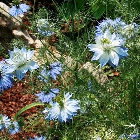 Nigella Seeds - Love in a Mist - Sow True Seed