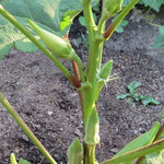 Okra Seeds - Emerald - Sow True Seed