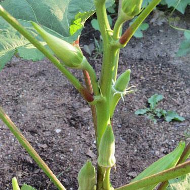 Okra Seeds - Emerald - Sow True Seed