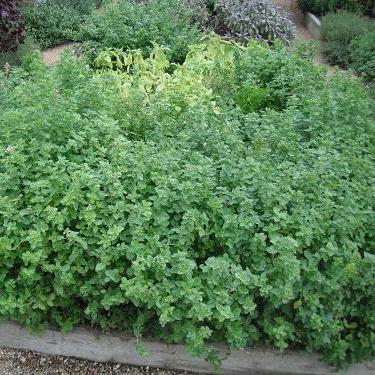 Oregano Seed, Greek - Sow True Seed