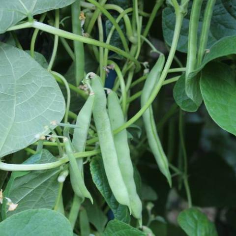 Pole Bean - Turkey Craw - Sow True Seed