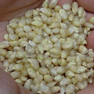 organic white popcorn kernels