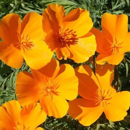 Poppy Seeds - California - Sow True Seed