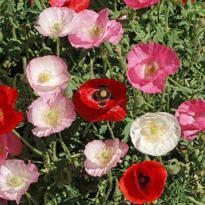 Poppy Seeds - Corn Mix - Sow True Seed