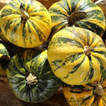Pumpkin - Styrian Hulless - Sow True Seed