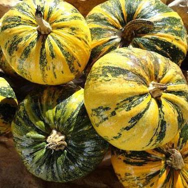 Pumpkin - Styrian Hulless - Sow True Seed