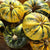Pumpkin - Styrian Hulless - Sow True Seed