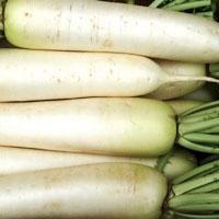 Radish Seeds - Daikon, Japanese Minowase - Sow True Seed