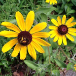 Rudbeckia Seeds - Black-Eyed Susan - Sow True Seed