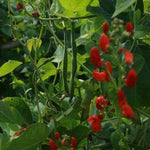 Runner Bean - Scarlet Emperor - Sow True Seed