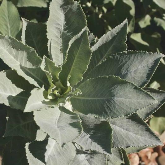 Sage Seed, White - Sow True Seed
