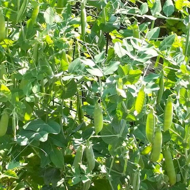Shelling Pea - Wando - Sow True Seed