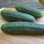Slicing Cucumber Seeds - Marketmore 76, ORGANIC - Sow True Seed