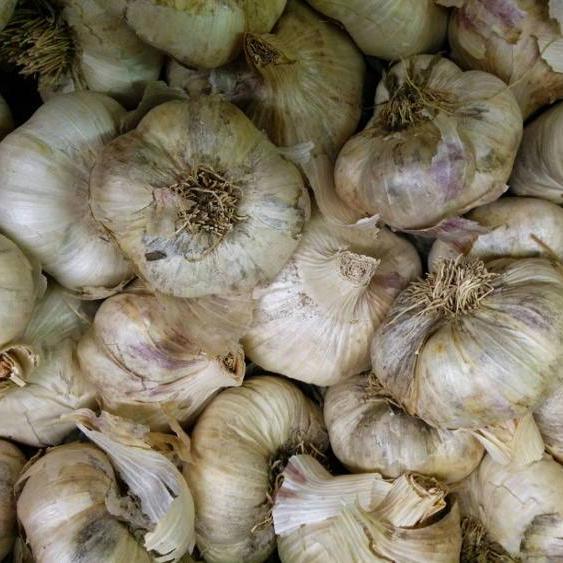 Inchelium Red Softneck Garlic | Sow True Seed