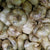 Softneck Garlic - Inchelium, ORGANIC - Sow True Seed