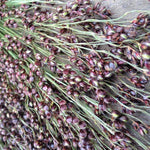 Sorghum - Black Amber Cane - Sow True Seed