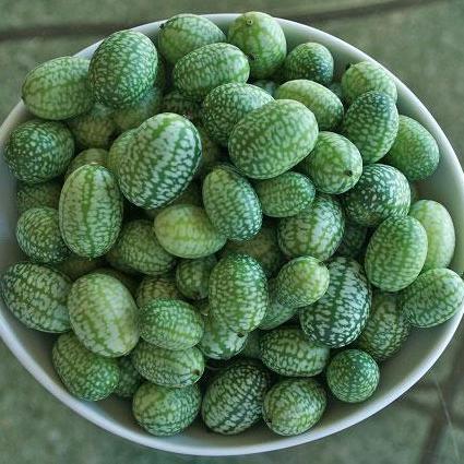 Specialty Cucumber Seeds, Mexican Sour Gherkin, ORGANIC - Sow True Seed