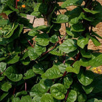 Summer Spinach Seeds - Malabar, Red Stemmed - Sow True Seed