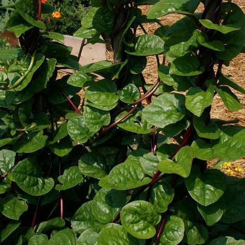 Summer Spinach Seeds - Malabar, Red Stemmed - Sow True Seed