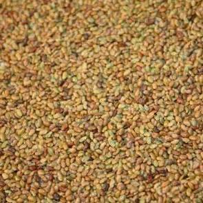 Sprouting Seeds - Alfalfa, ORGANIC - Sow True Seed