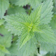 Stinging Nettle Seeds | Sow True Seed