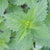 Nettle Seed, Stinging - Sow True Seed