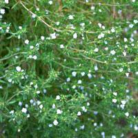 Summer Savory Seed - Sow True Seed