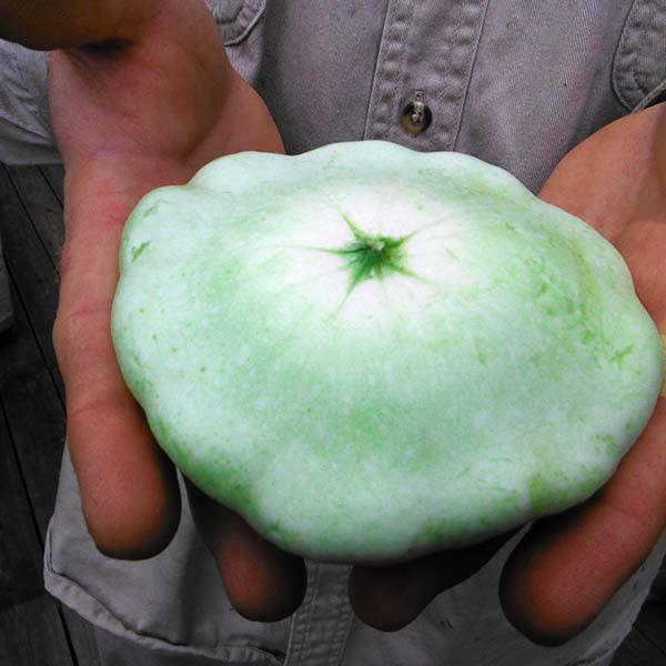 Summer Squash - Bennings Green Tint, ORGANIC - Sow True Seed